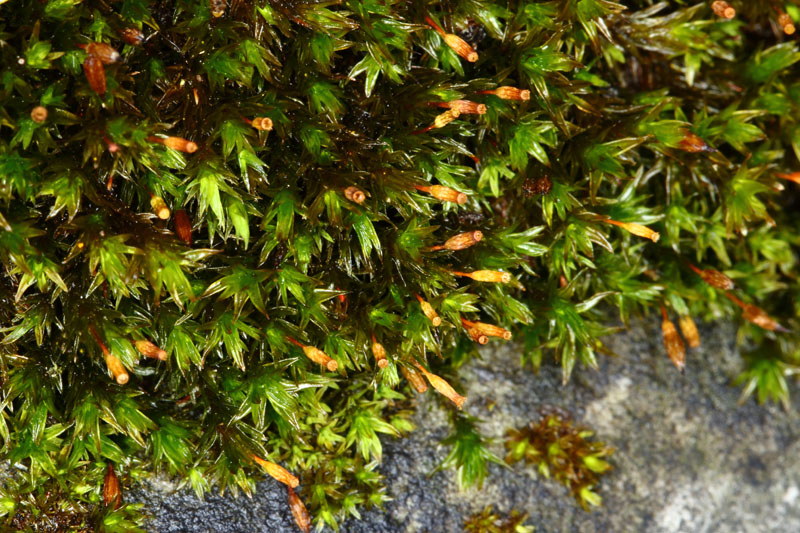 Orthotrichum anomalum